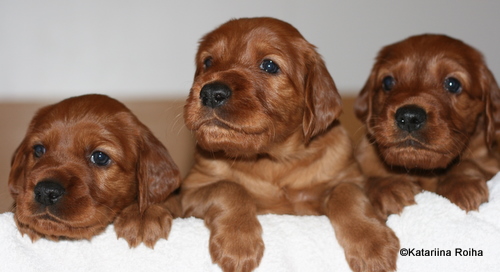 ”Kasvattajajäsenyys” uusi etu käyttöön