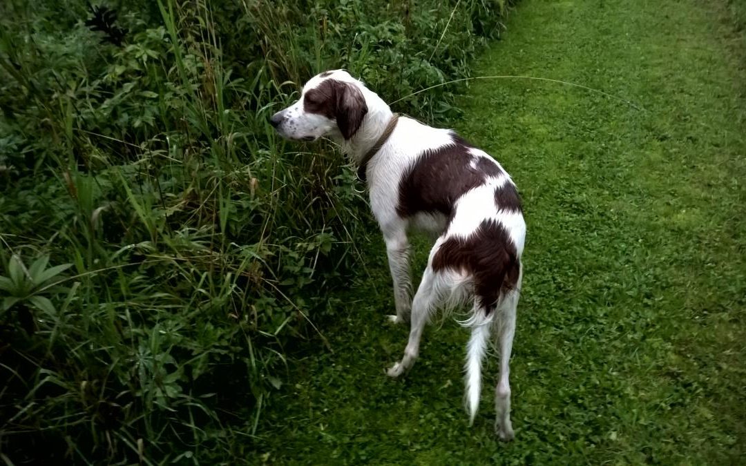 Margårdens Racerille AVO 2 ja Derbyn finaalipaikka