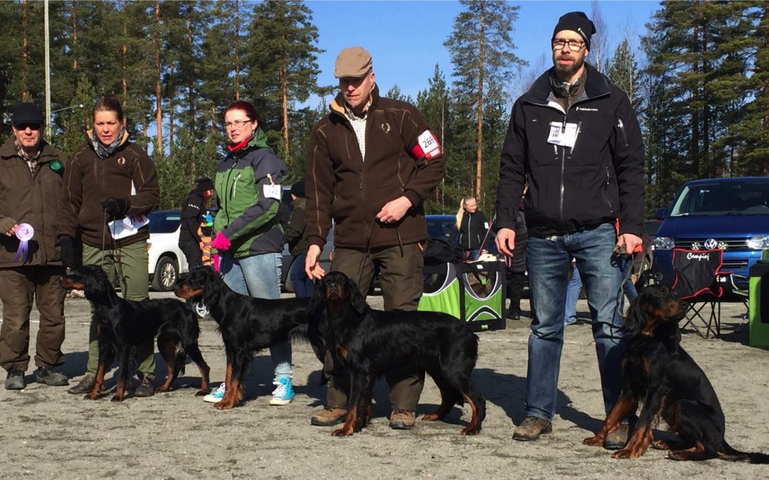 Kennel Metsäleimun gordonit ROP kasvattaja KP