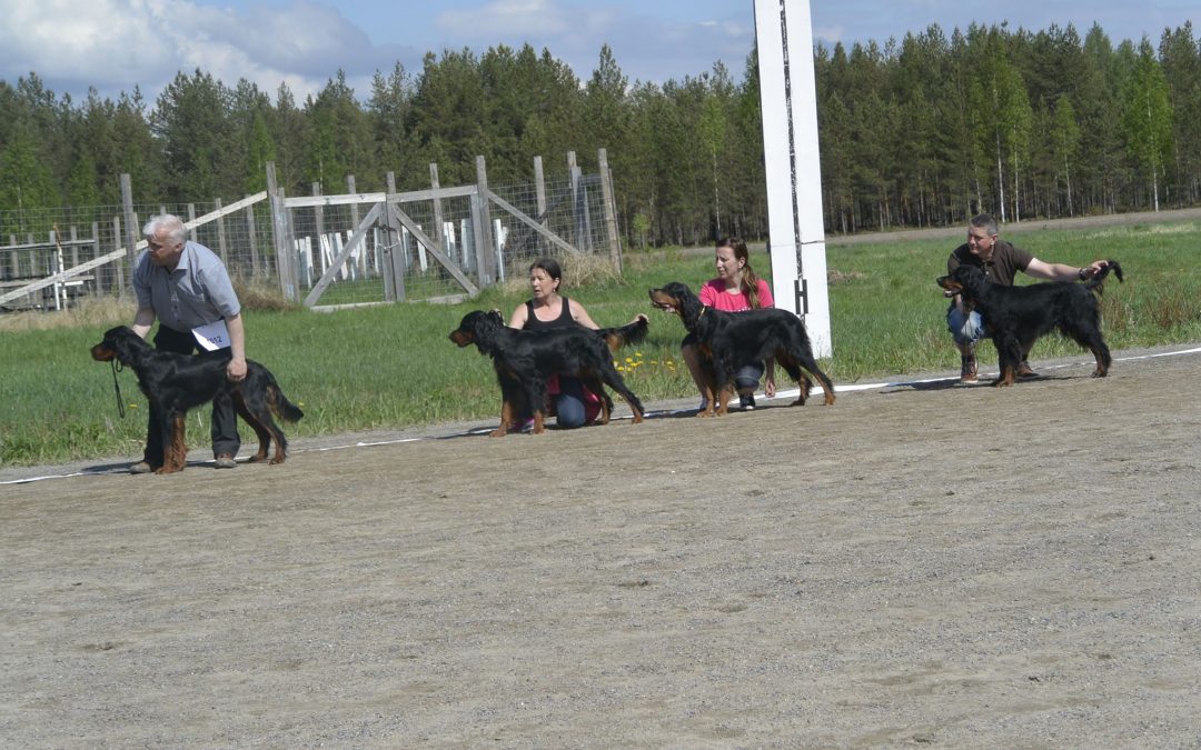 Gordoninsettereiden erikoisnäyttelytulokset 2017