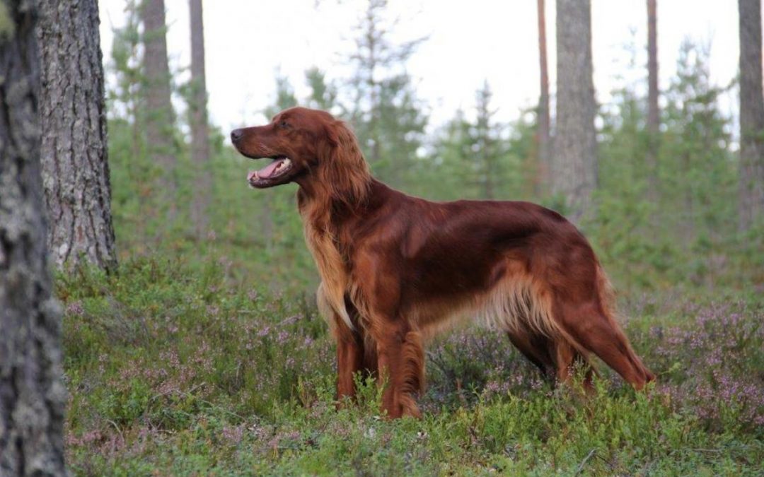 Vuoden Irlanninsetterit 2017