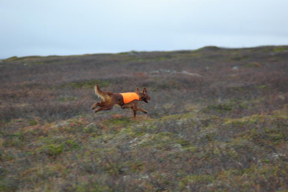 Punaisen irlanninsetterin JTO 2019-2023