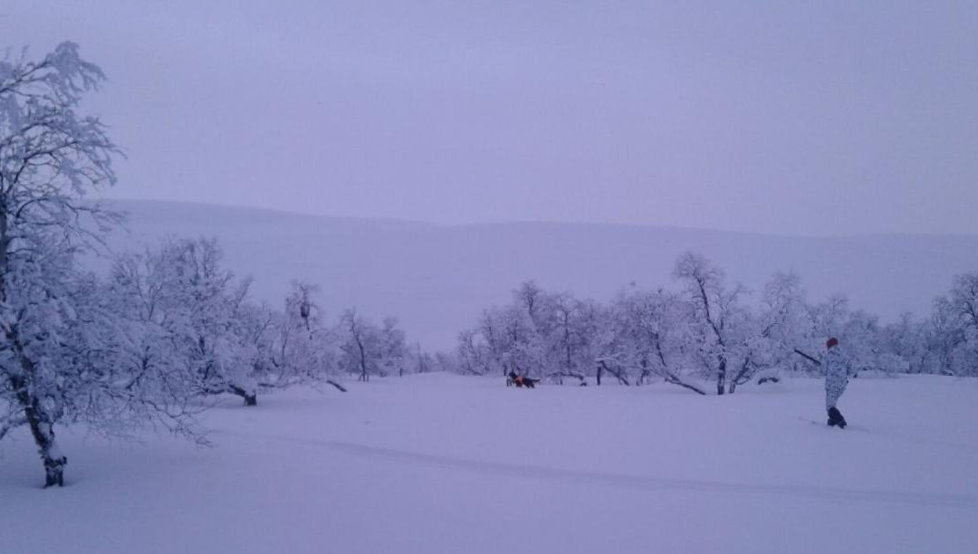 Talvikokeet on avattu palkinnoilla