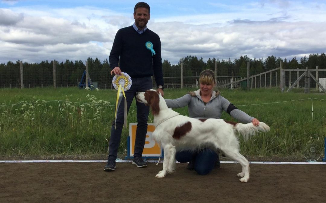 Punavalkoiset irlanninsetterit erikoisnäyttelyssä