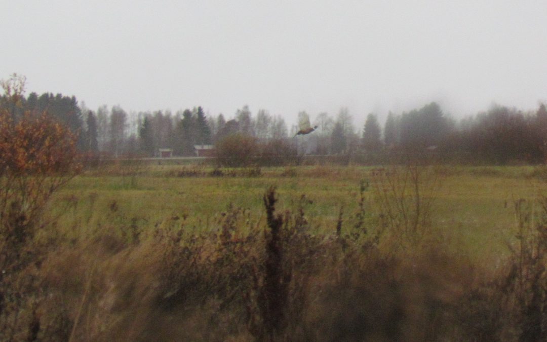 Kaivataan Kanakoirakerhon vuosikalenteriin kuvia.