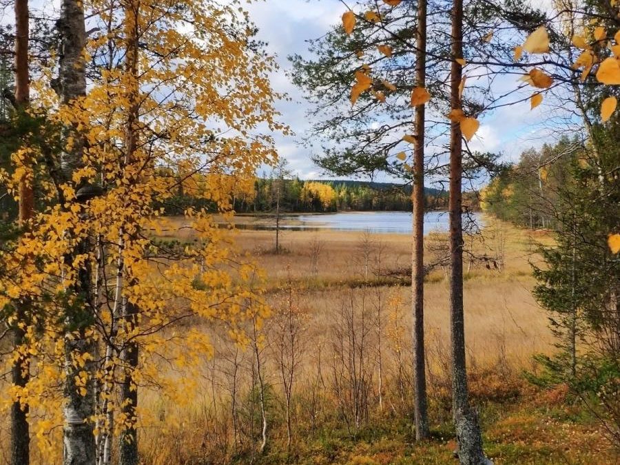 Ensimmäinen irlanninsettereiden metsämestaruuskilpailu Kemijärvellä 19.-20.10.2019