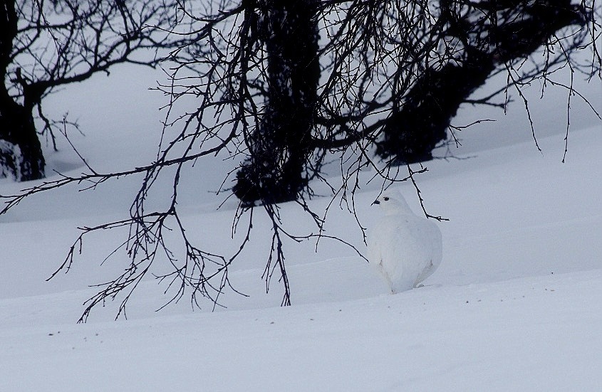 Jäsenmaksut pian sähköposteissa